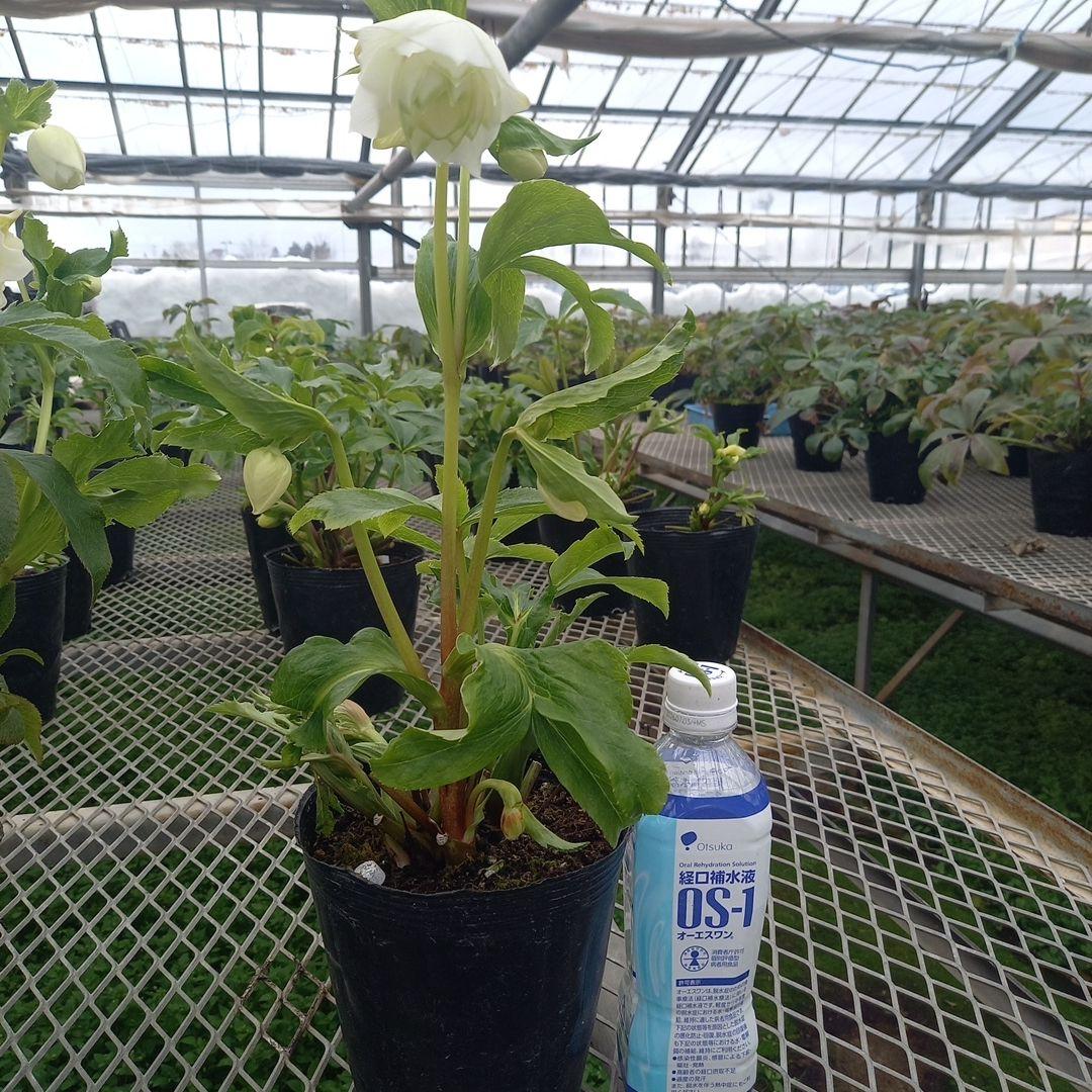 金曜日まで！お買い得！春カラー♪清楚なグリーンリップ♪クリスマスローズ、苗