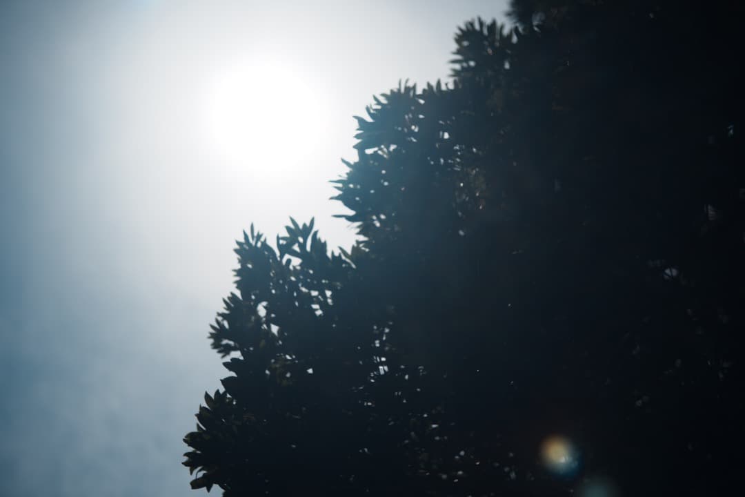 【希少一部金属】動作◎ FUJINON 55mm F2.2 817 バブルボケ