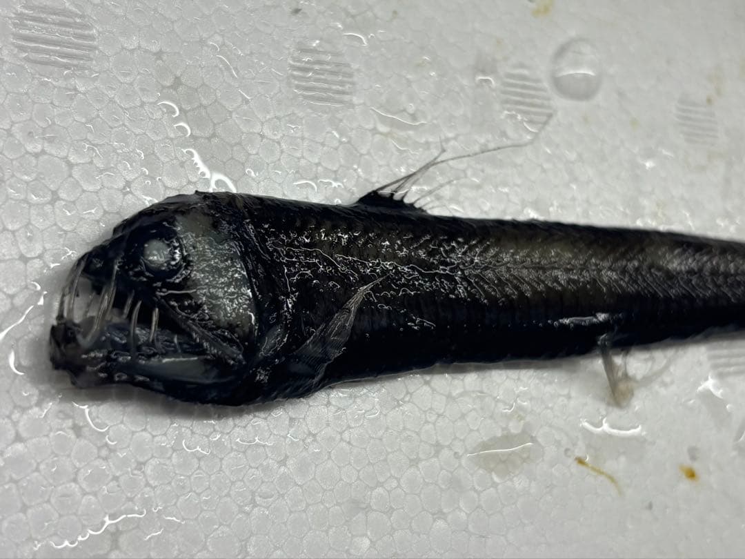 激レア！ホウライエソ大　液浸標本