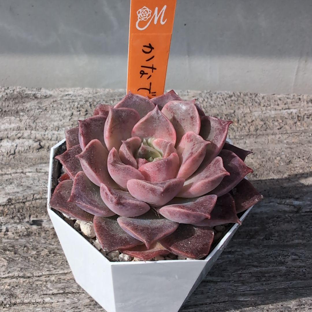 miyaさん苗 希少命名株　かなで　札付き