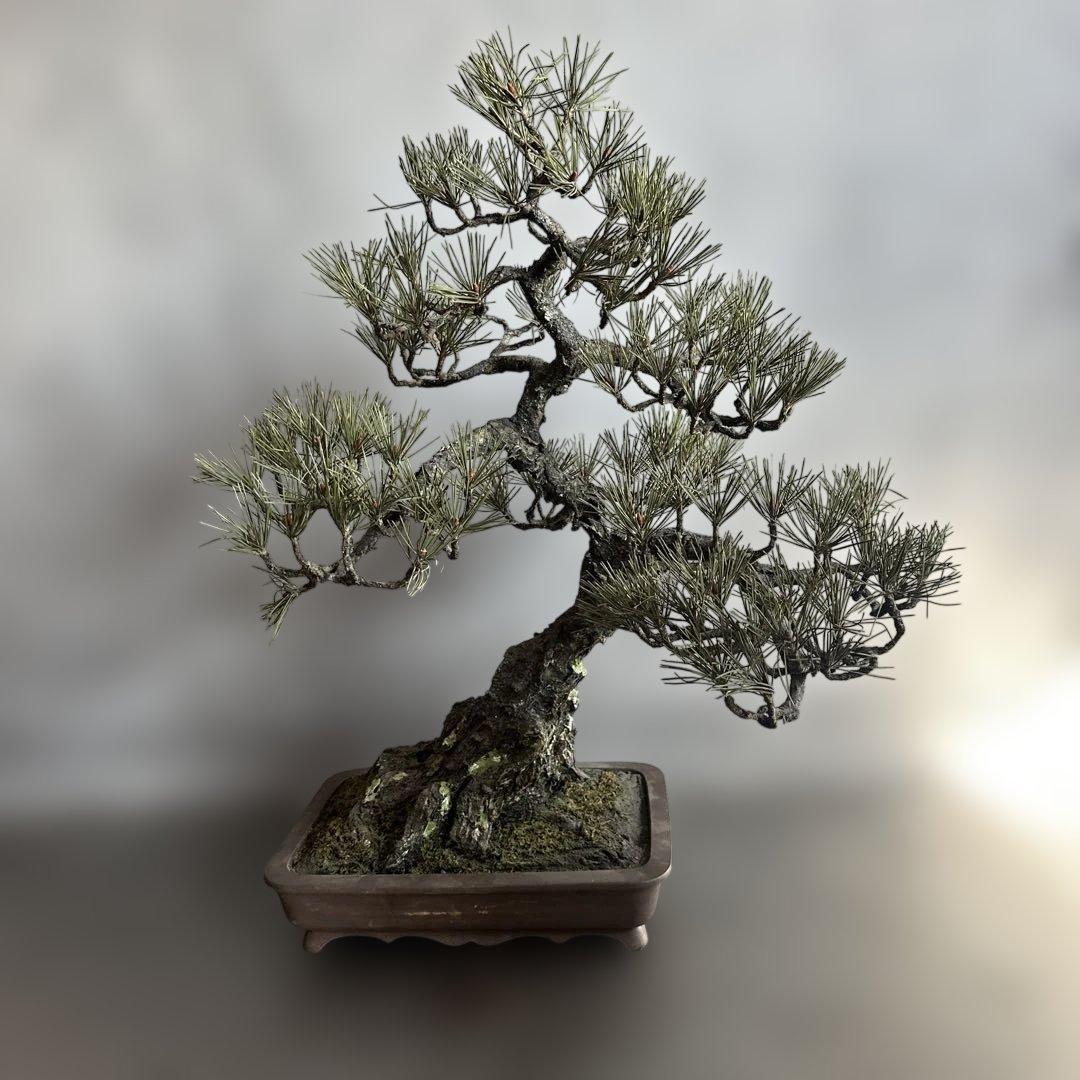 瞬間的お値下げ‼️素敵すぎるフェイク盆栽‼️自然形状の盆栽 四角形鉢