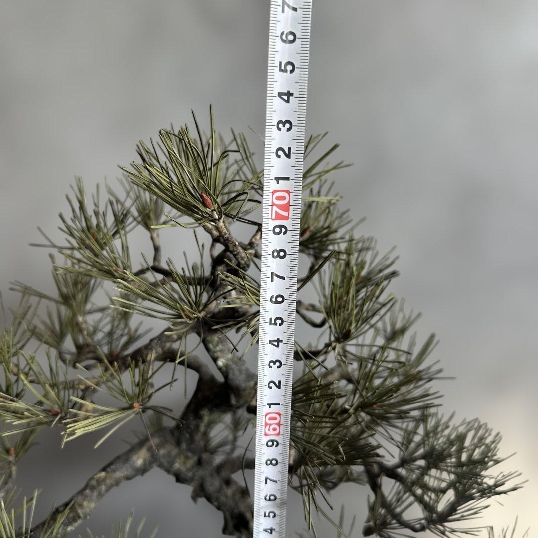 瞬間的お値下げ‼️素敵すぎるフェイク盆栽‼️自然形状の盆栽 四角形鉢