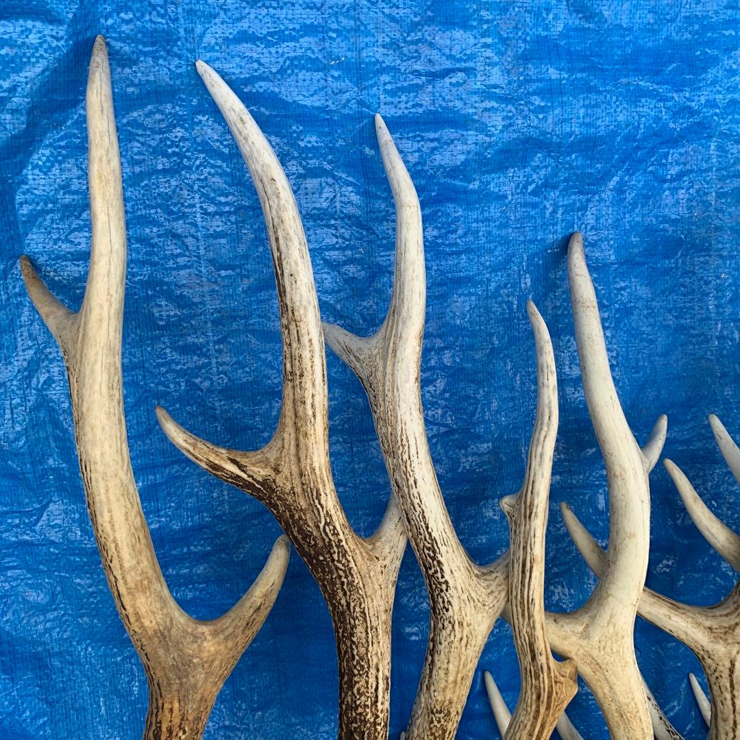 No.2090『鹿角9本セット』鹿の角　エゾ鹿　鹿角　蝦夷鹿