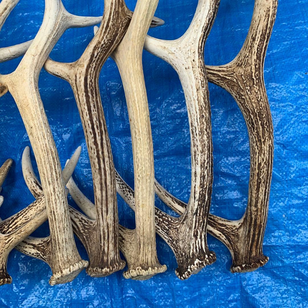 No.2090『鹿角9本セット』鹿の角　エゾ鹿　鹿角　蝦夷鹿