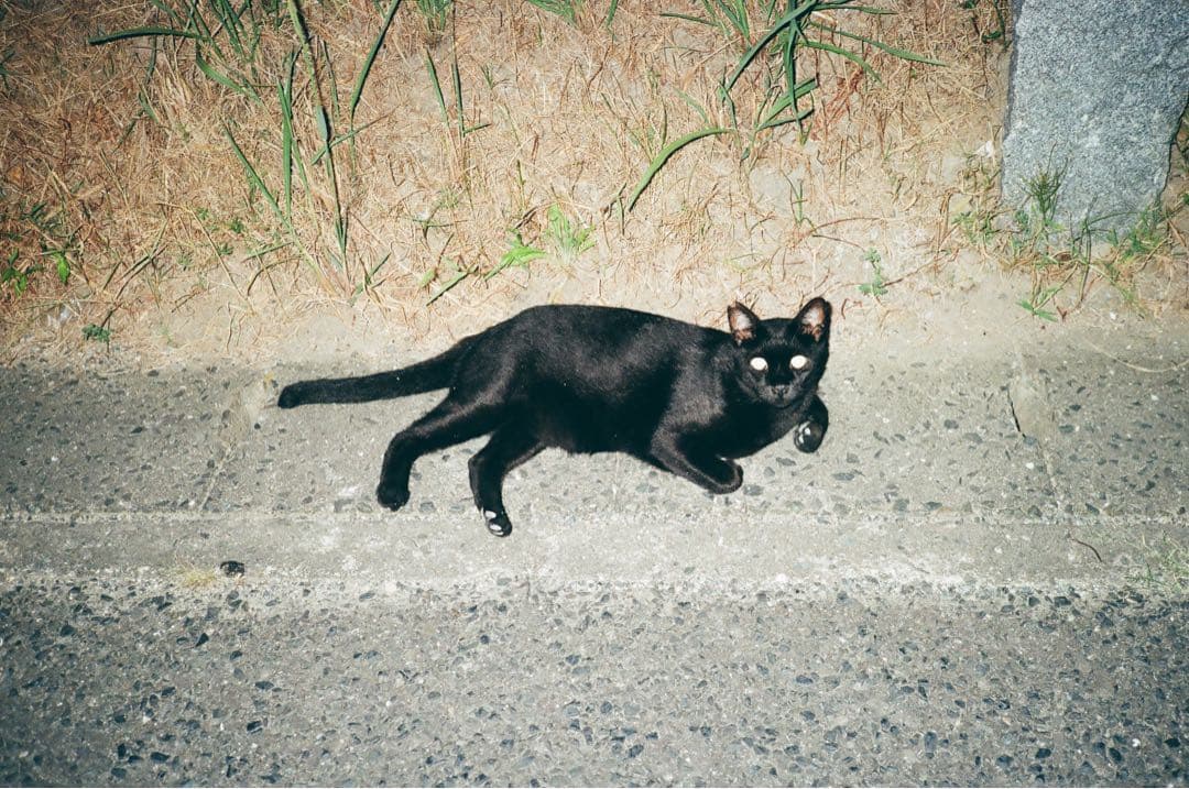 フィルム1本付き fujifilm klasse クラッセ　作例あり