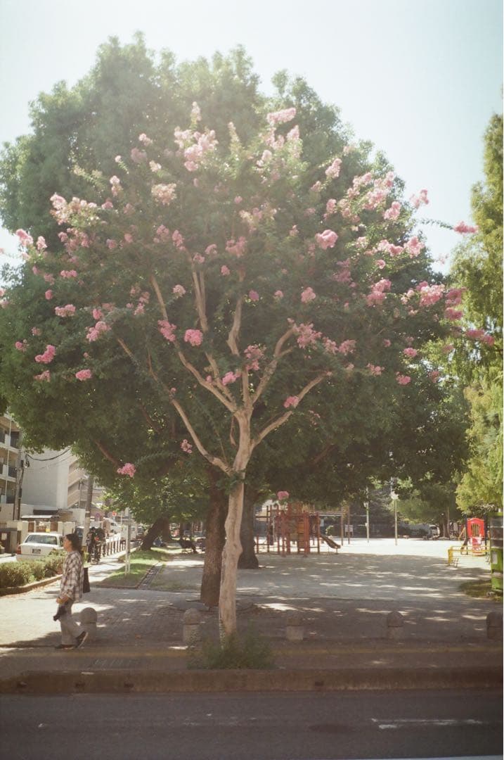 フィルム1本付き fujifilm klasse クラッセ　作例あり