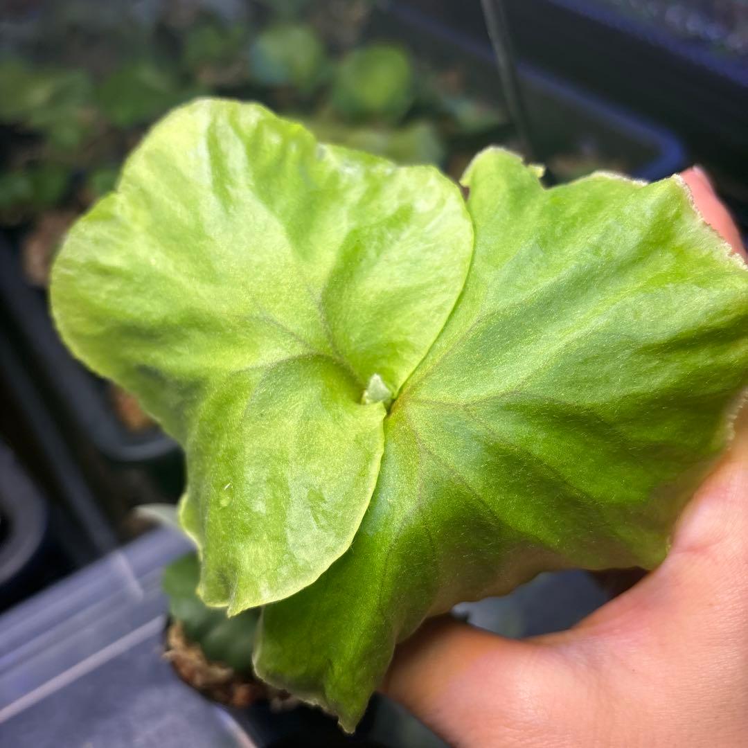 ビカクシダ　胞子培養