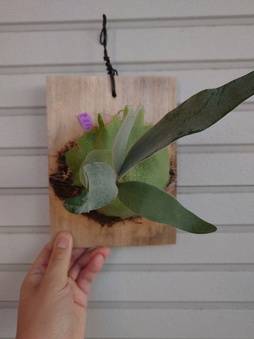 エルサP. 'Elsa' Pewchan  Queen F307 子株