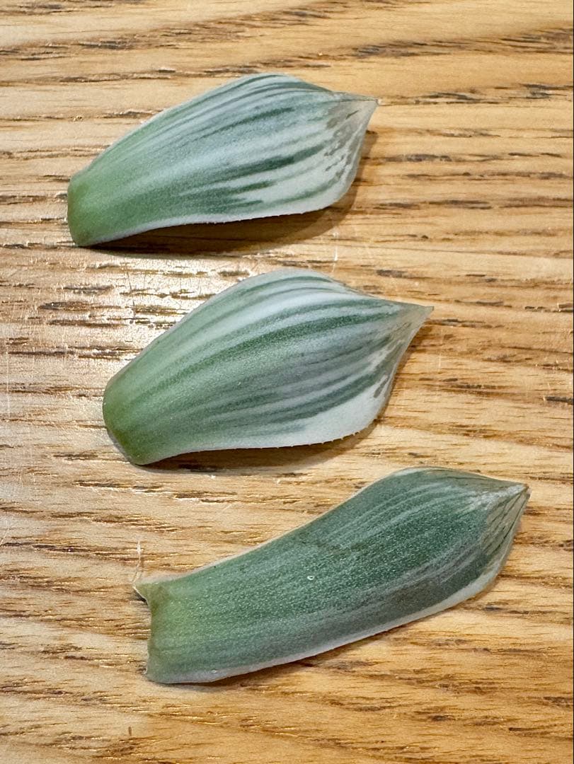 ハオルチア　ナイルの一滴　カキ仔　未発根②＆①＆白蛇伝葉挿し苗セット　メルカリ便