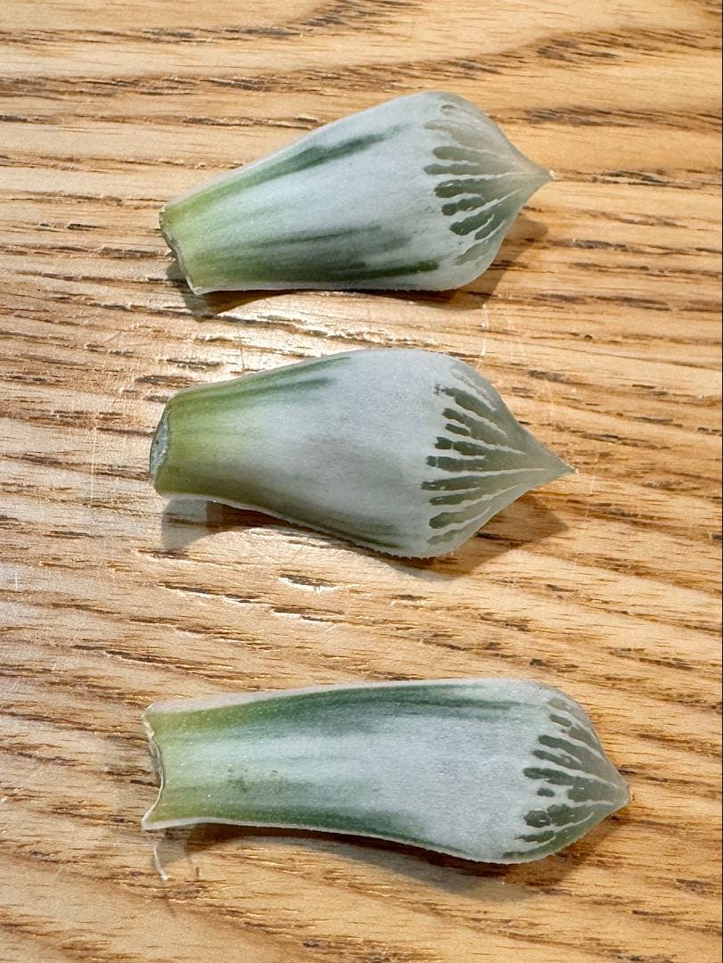 ハオルチア　ナイルの一滴　カキ仔　未発根②＆①＆白蛇伝葉挿し苗セット　メルカリ便