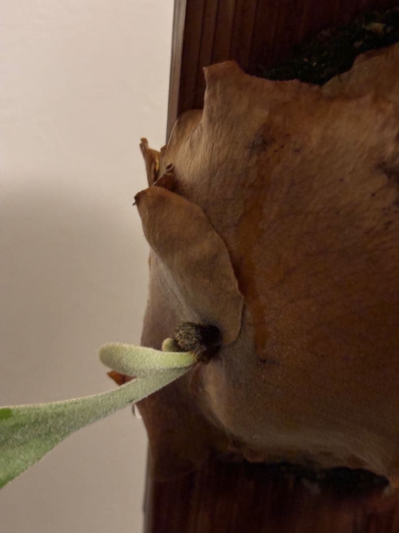 アボカド　P. willinckii 'Cotton Cloud'