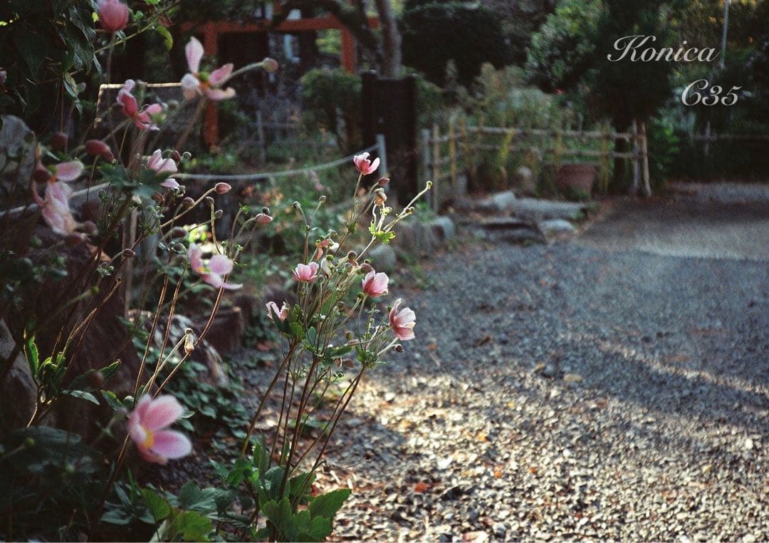 ★希少・完動品★konica c35★本革外装＊美品＊初期保証★入門に！