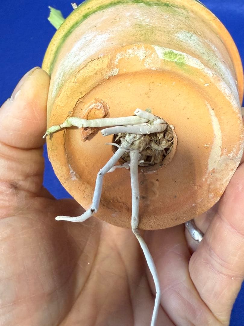 105 タケノコラン　Clowesia 'Queen knight'(OG)