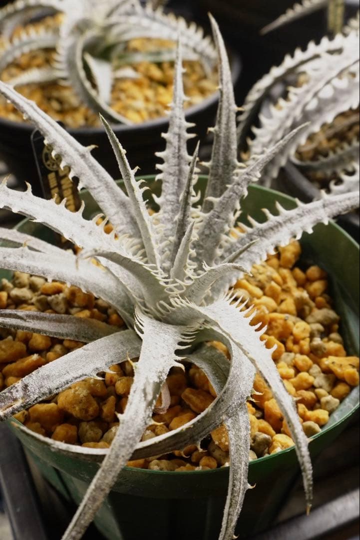 ディッキア ワレン Dyckia Warren Bill Baker