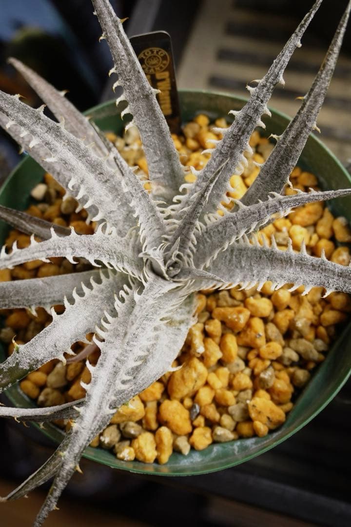 ディッキア ワレン Dyckia Warren Bill Baker