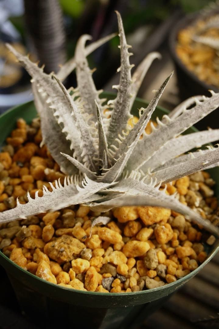 ディッキア ワレン Dyckia Warren Bill Baker
