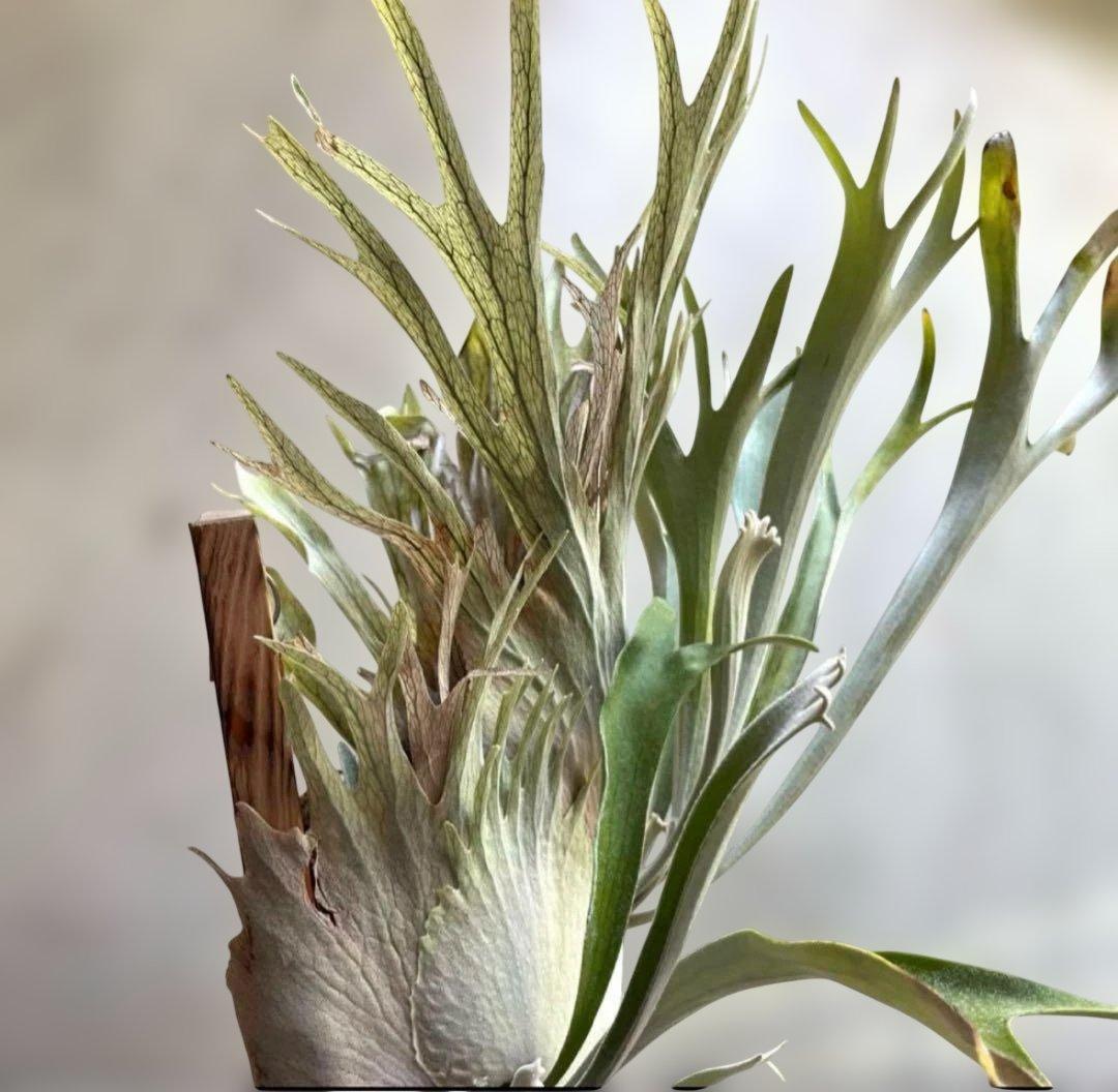 ビカクシダベイチー　アーバンリバー　子株　oc veitchii