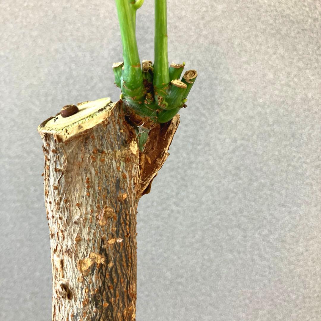 超希少❗️接木❗️白勝❗️パキラ　ミルキーウェイ✨