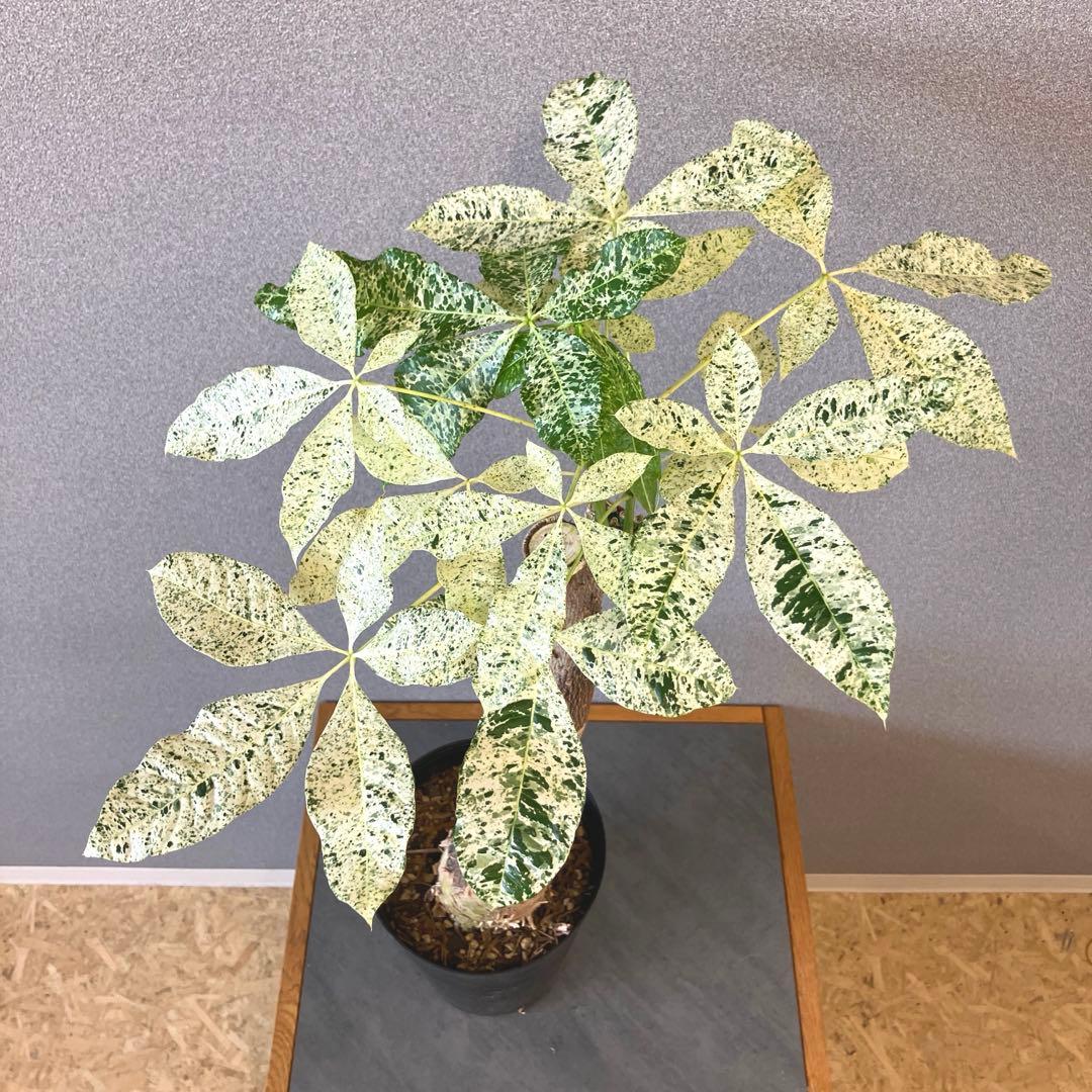 超希少❗️接木❗️白勝❗️パキラ　ミルキーウェイ✨