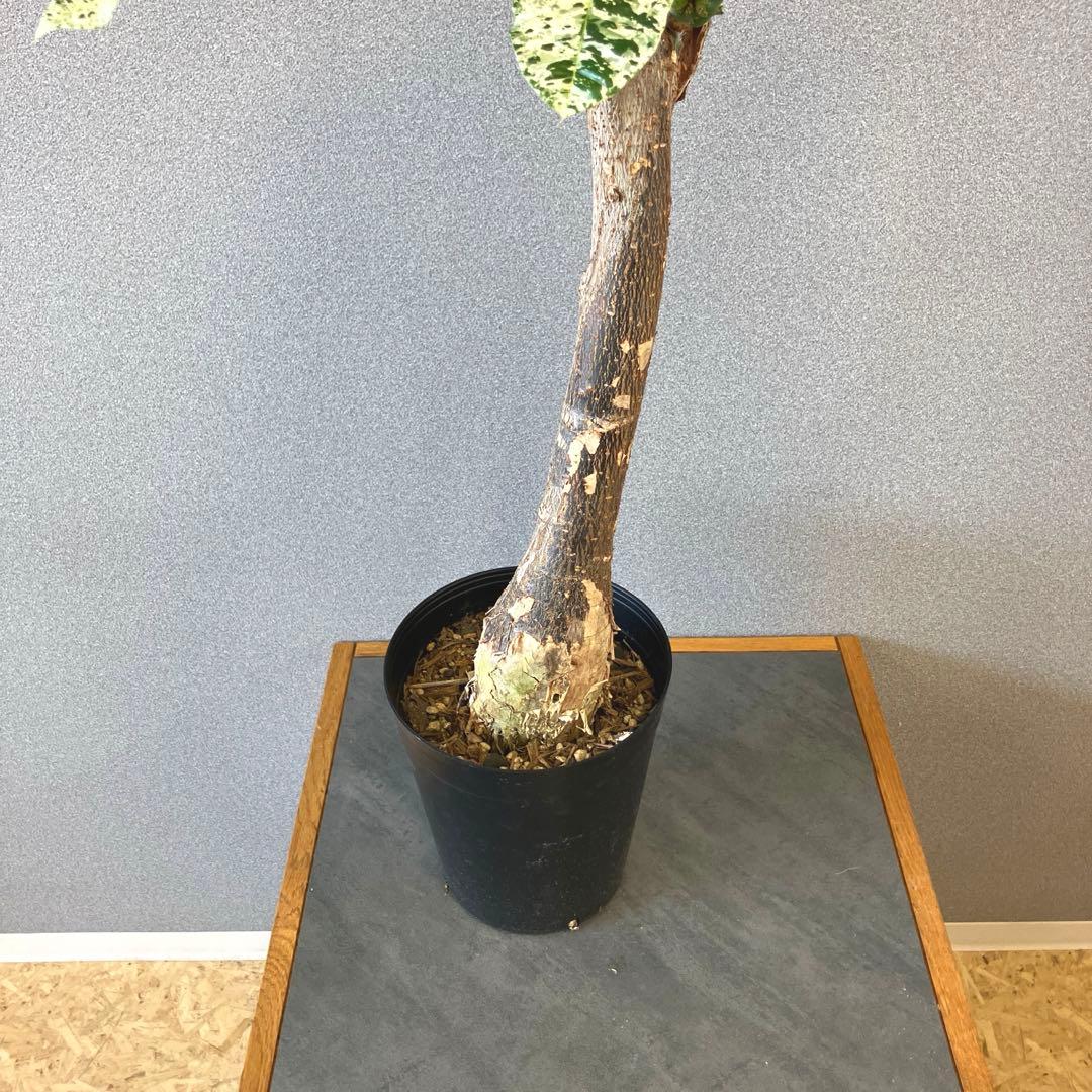 超希少❗️接木❗️白勝❗️パキラ　ミルキーウェイ✨