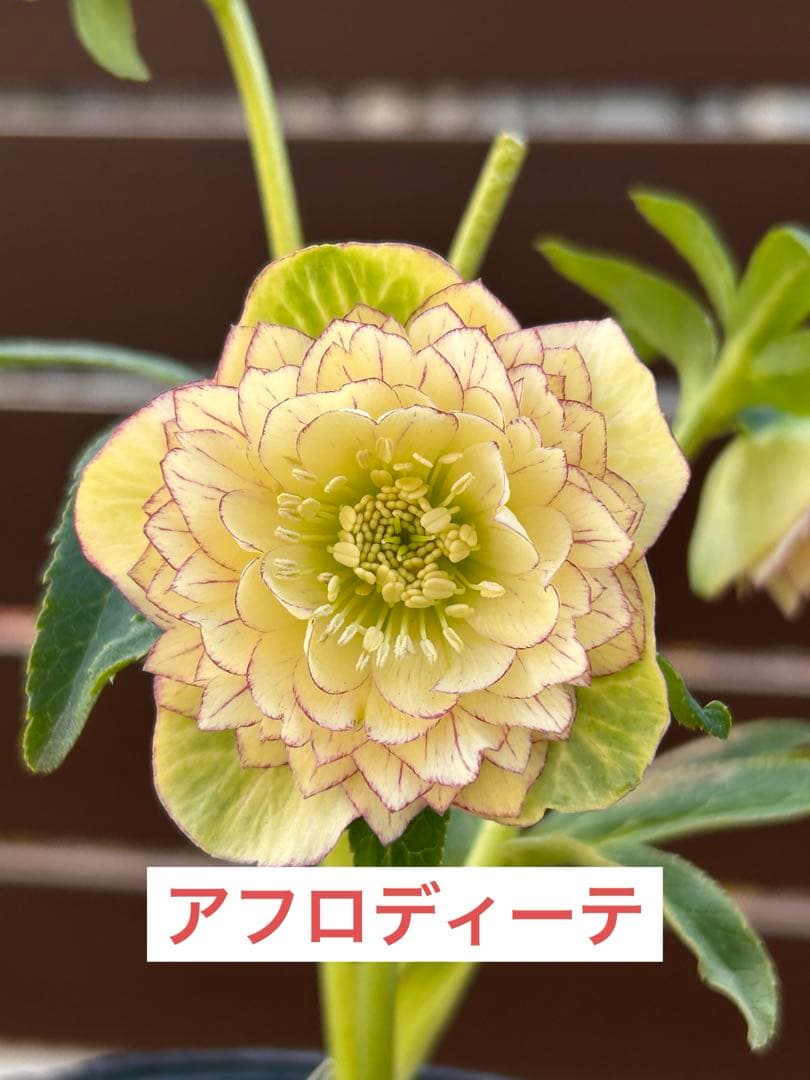 本日発送　アンティークアフロメビウス交配　イエローアフロディーテピコティ