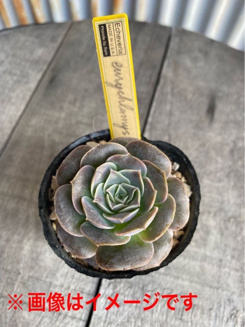 2 希少丸葉タイプ　エリキュラミス