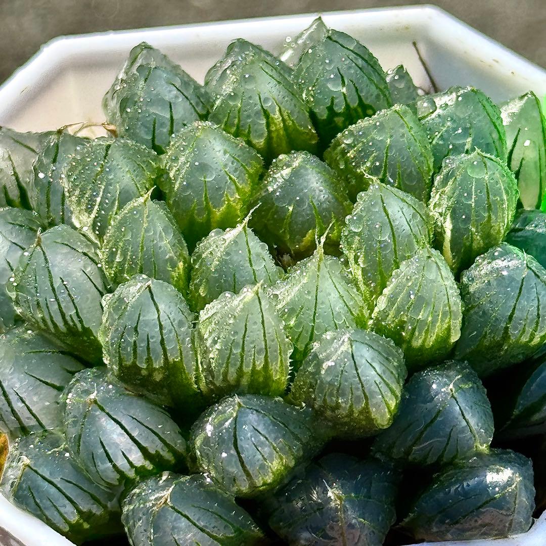 ご*！様 ブルーレイオブツーサ錦　超美株　ハオルチア　観葉植物　27