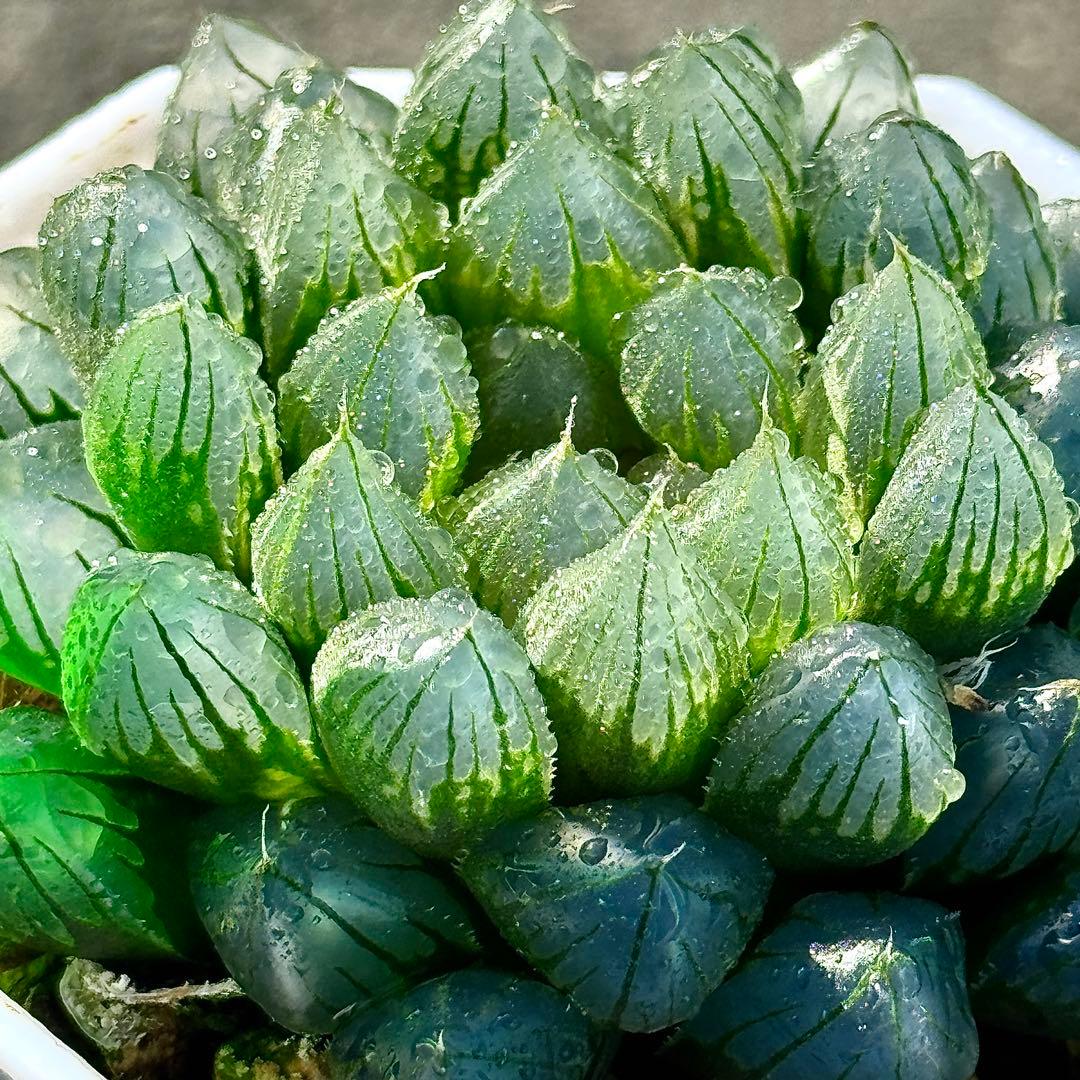 ご*！様 ブルーレイオブツーサ錦　超美株　ハオルチア　観葉植物　27