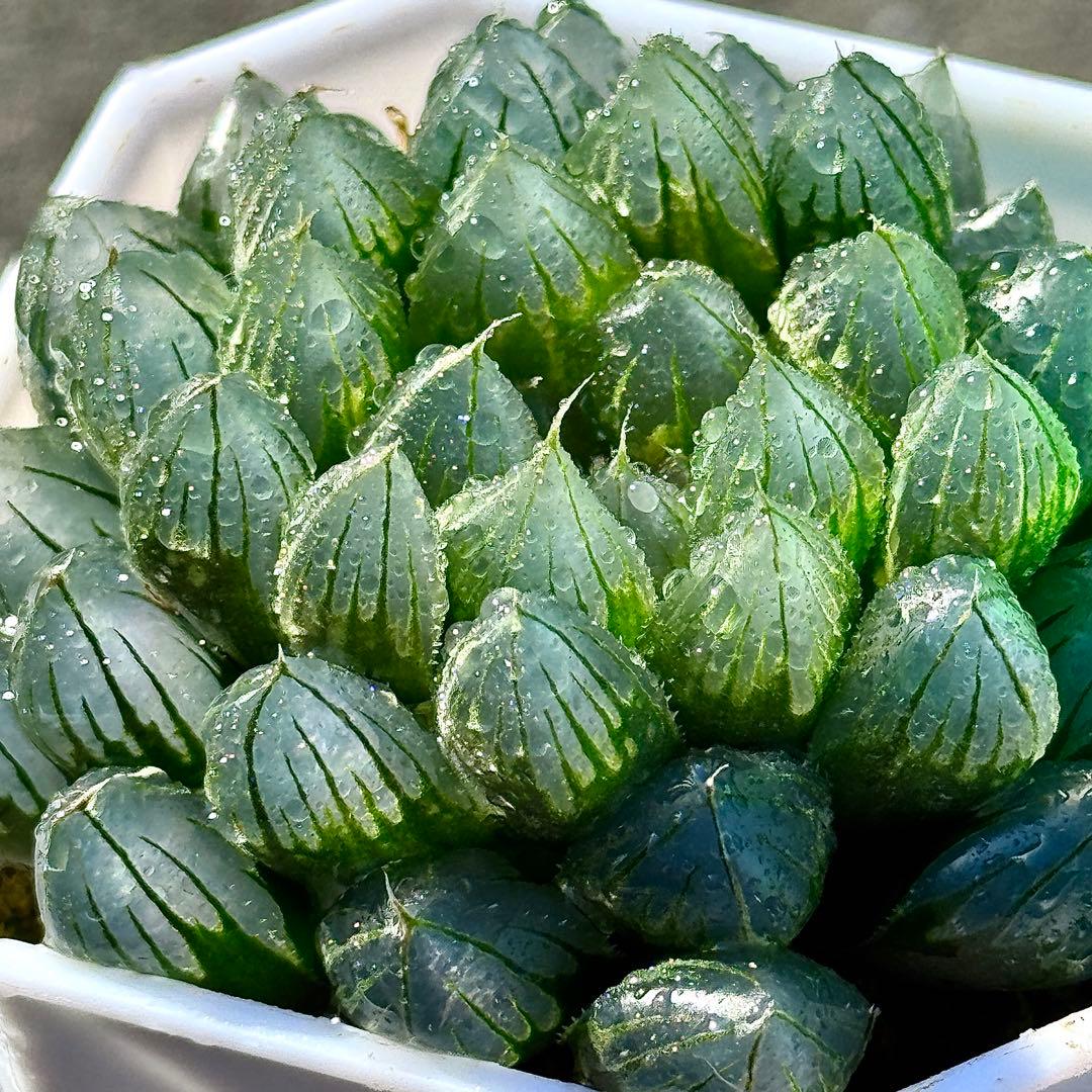 ご*！様 ブルーレイオブツーサ錦　超美株　ハオルチア　観葉植物　27