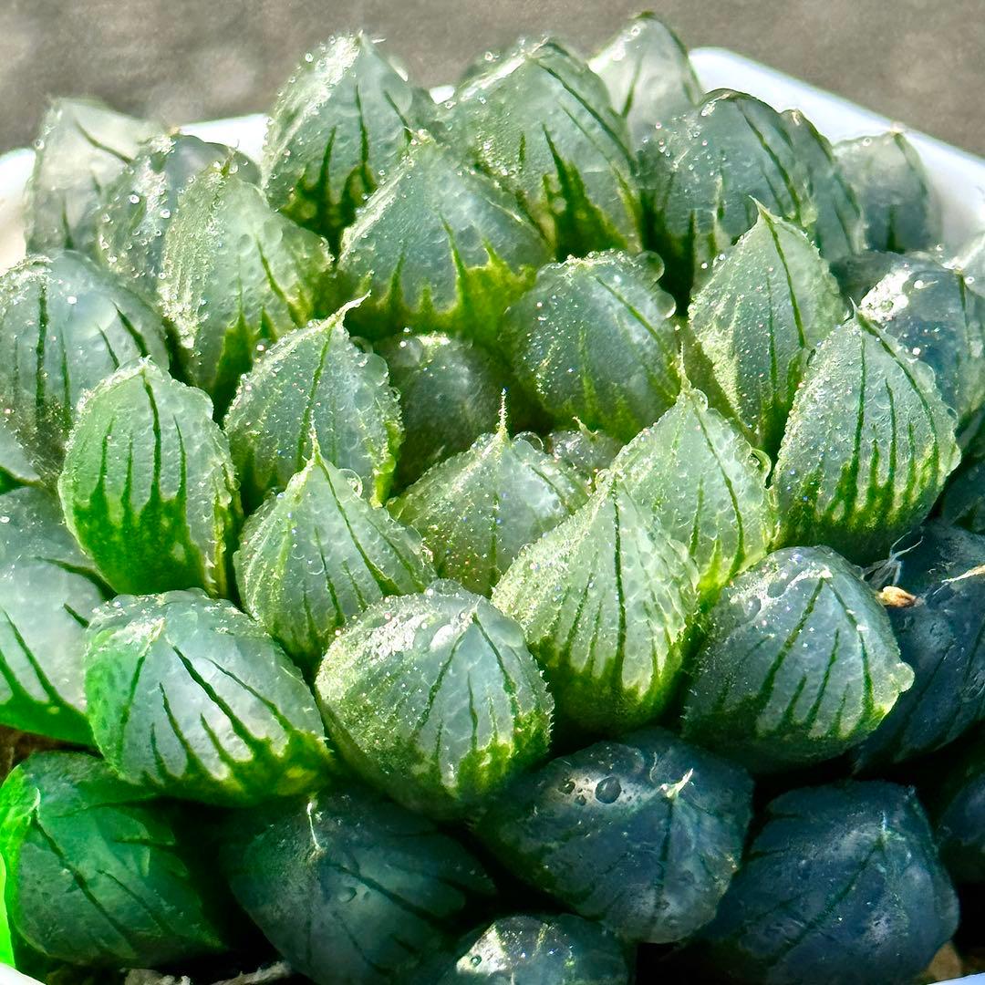 ご*！様 ブルーレイオブツーサ錦　超美株　ハオルチア　観葉植物　27