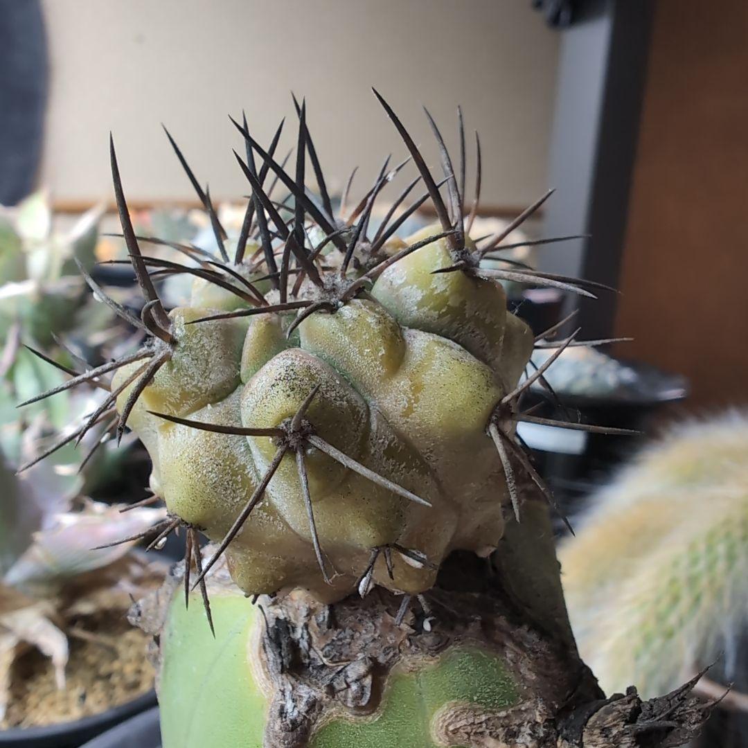 専用　輸入球　コピアポア　黒王丸錦　かき仔　接ぎ木　鉢ごと送料込み