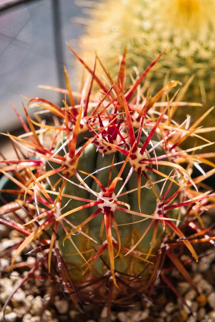 Sony ZV-E10 ミラーレス一眼レフ、カメラボディーとレンズ2本