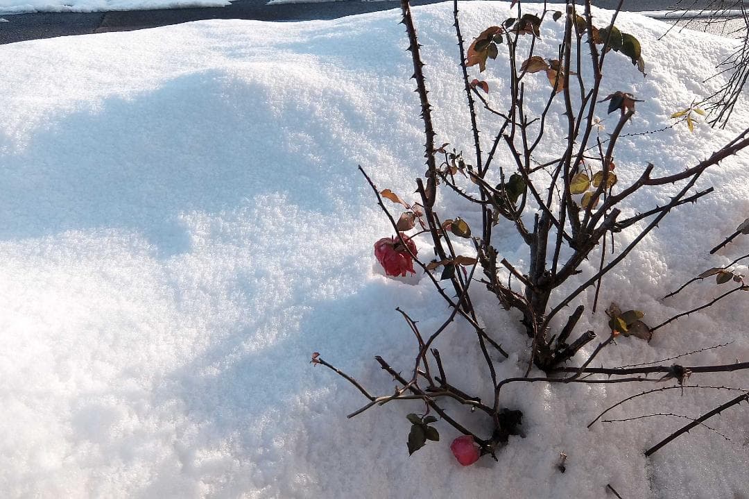 【中古・並品】FUJIFILM QX2 ホワイト