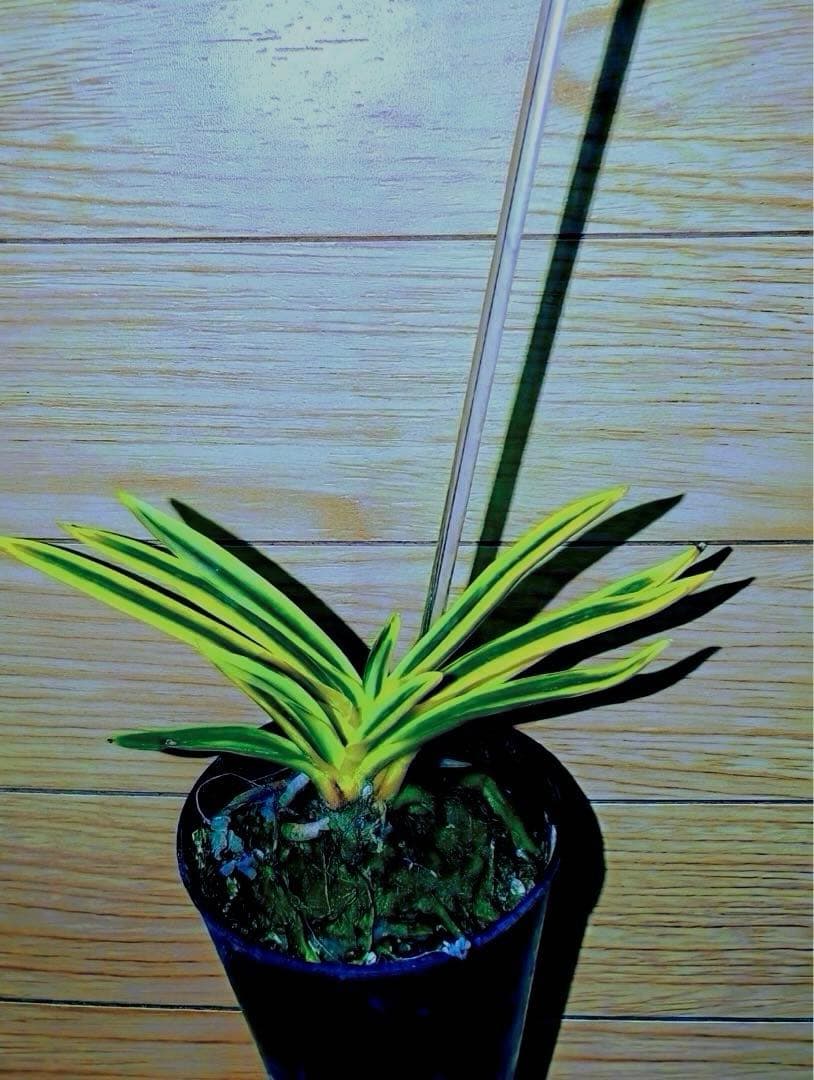 【年末特価品】富貴蘭「super八洲の月」