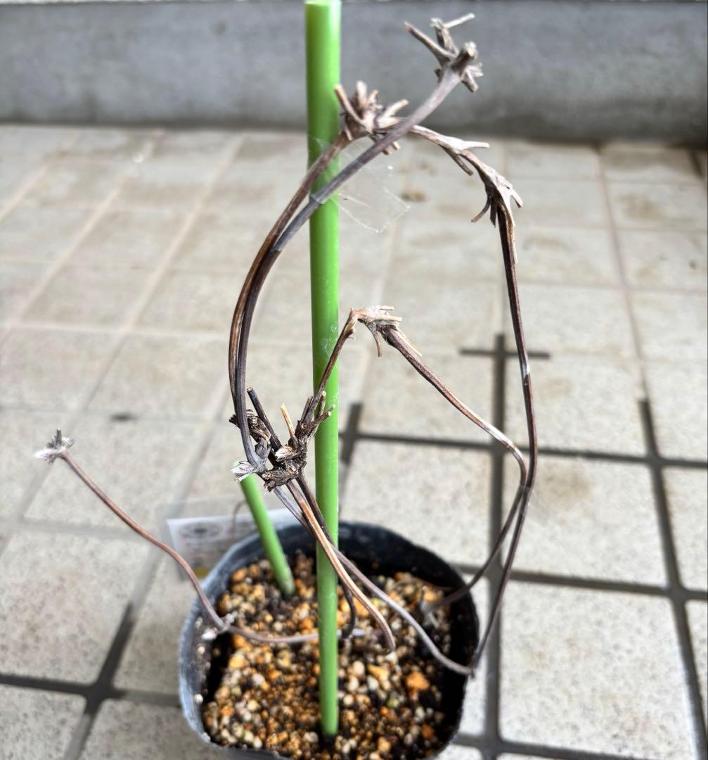 クレマチス　マクロペタラウェッセルトン　苗　プロペルティウス　‼️超レア品種‼️