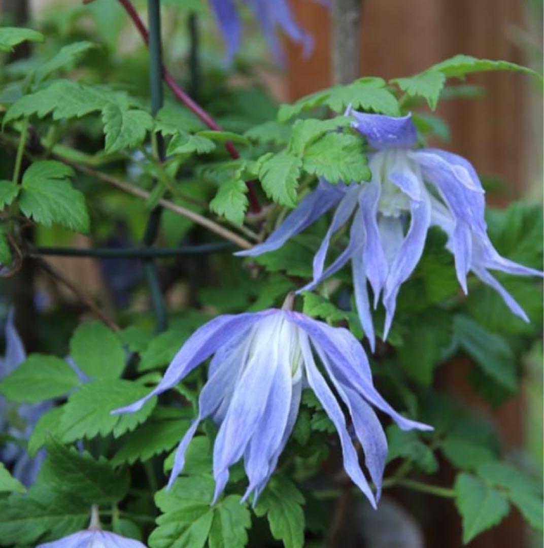 クレマチス　マクロペタラウェッセルトン　苗　プロペルティウス　‼️超レア品種‼️