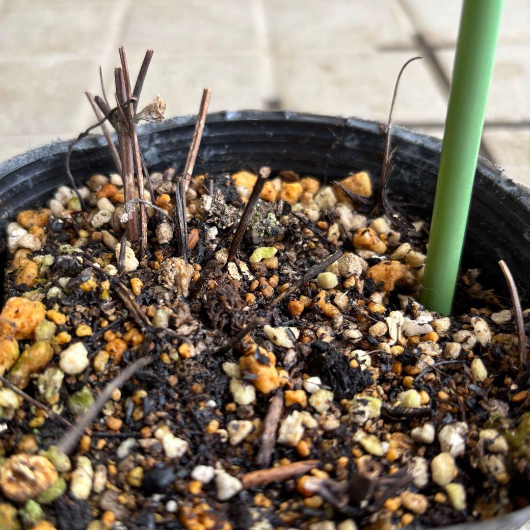 クレマチス　マクロペタラウェッセルトン　苗　プロペルティウス　‼️超レア品種‼️