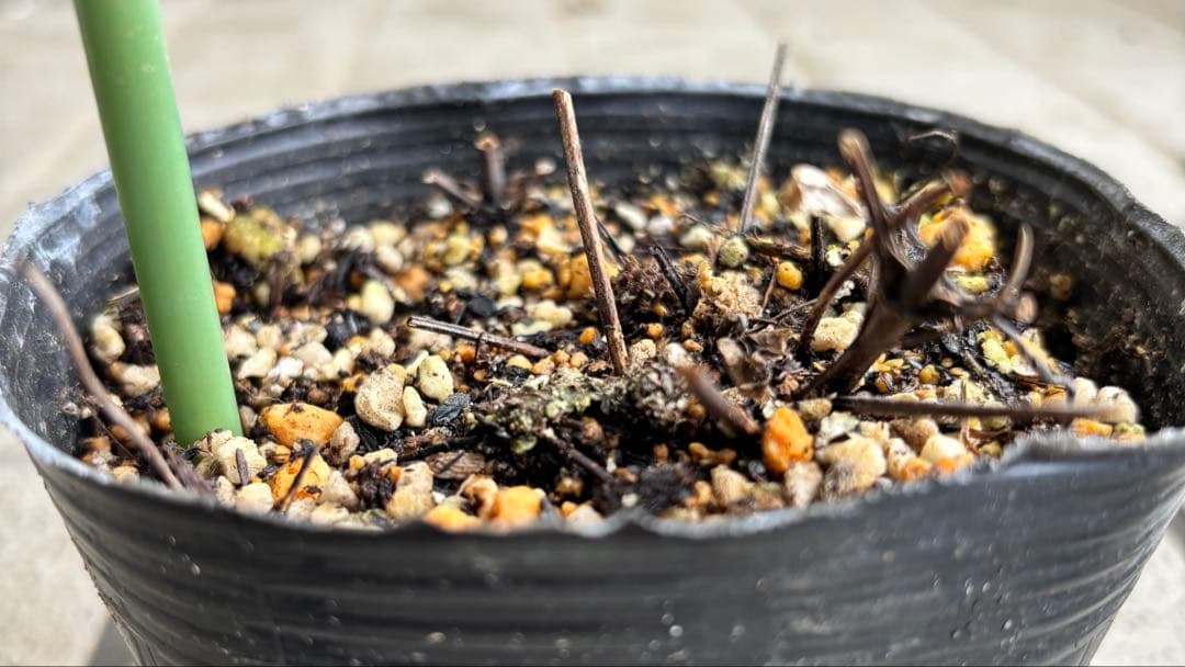 クレマチス　マクロペタラウェッセルトン　苗　プロペルティウス　‼️超レア品種‼️