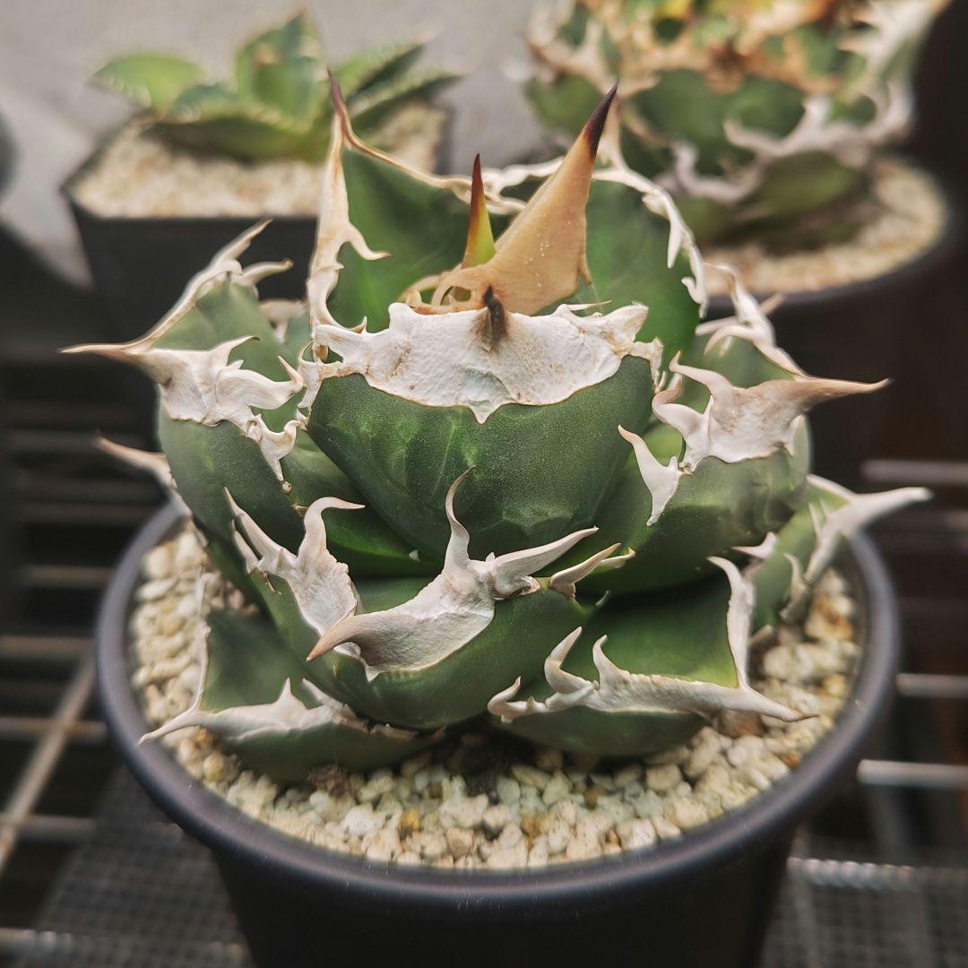 アガベ　チタノタ　sad　親株　コンパクト