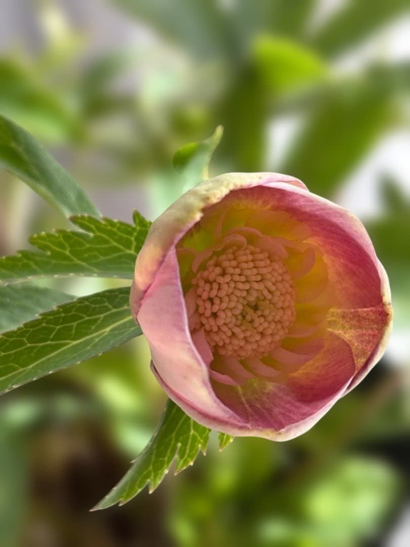 広瀬園芸　ピンクゴールドSD　クリスマスローズ開花株