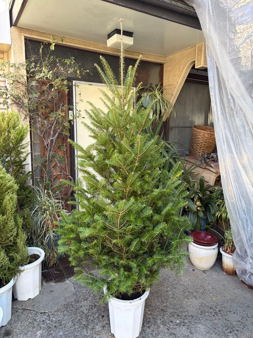 くいだおれ太郎　庭木　もみの木　１０号鉢植え　高さ2メートル