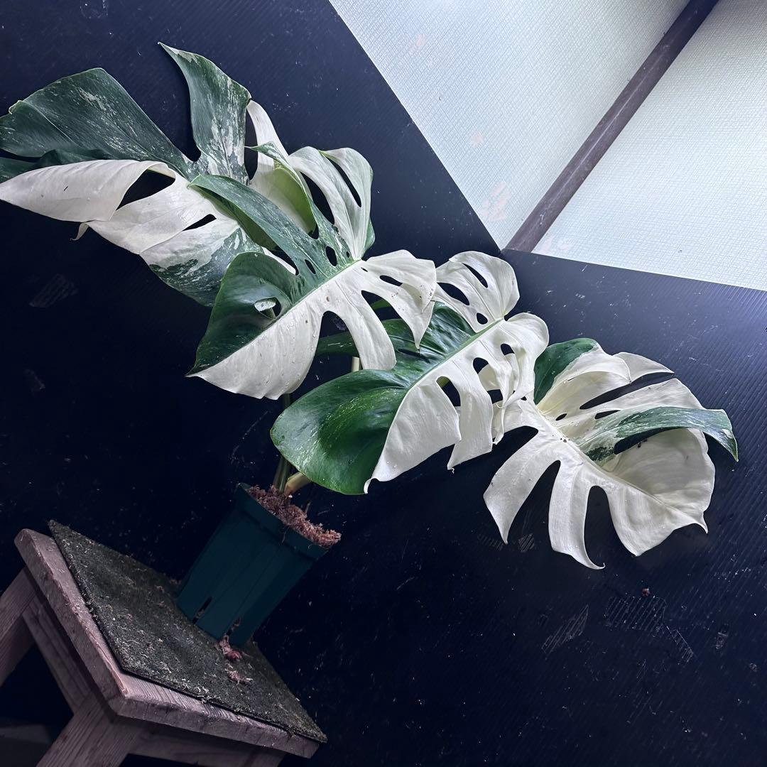 ほ*し様 モンステラ斑入りハーフムーンホワイトタイガー極美斑入り　　 51cm