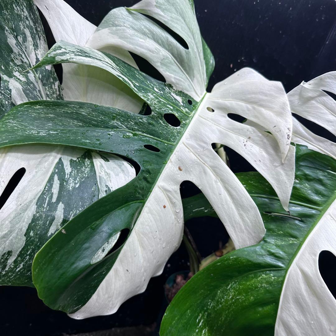 ほ*し様 モンステラ斑入りハーフムーンホワイトタイガー極美斑入り　　 51cm