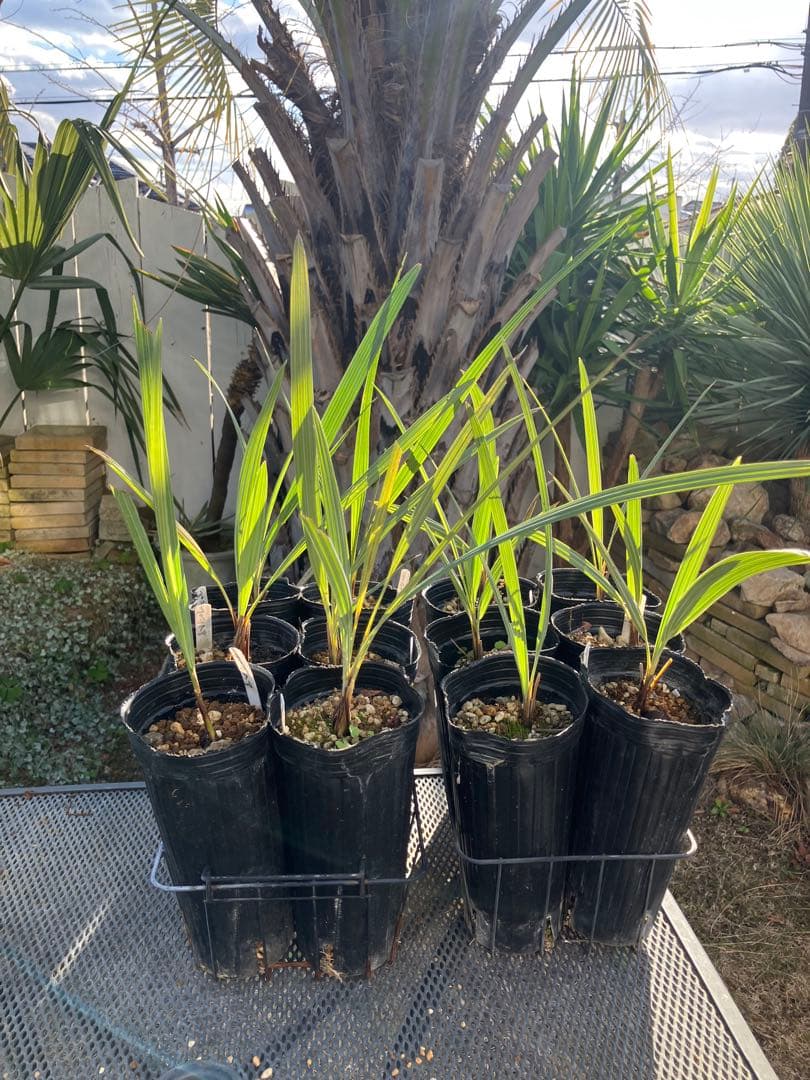 ブラヘア　アルマータ　12株