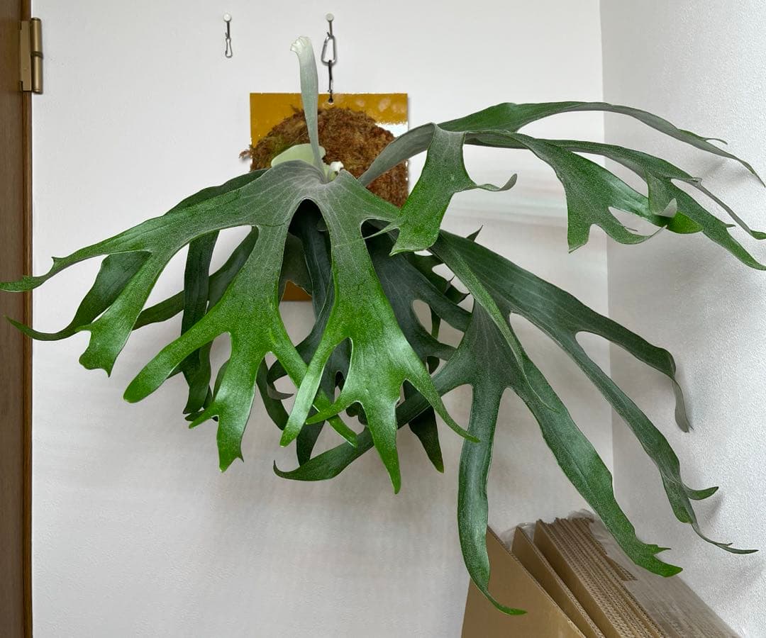 お*じ様 ビカクシダ　ギンカ　スポア　大株