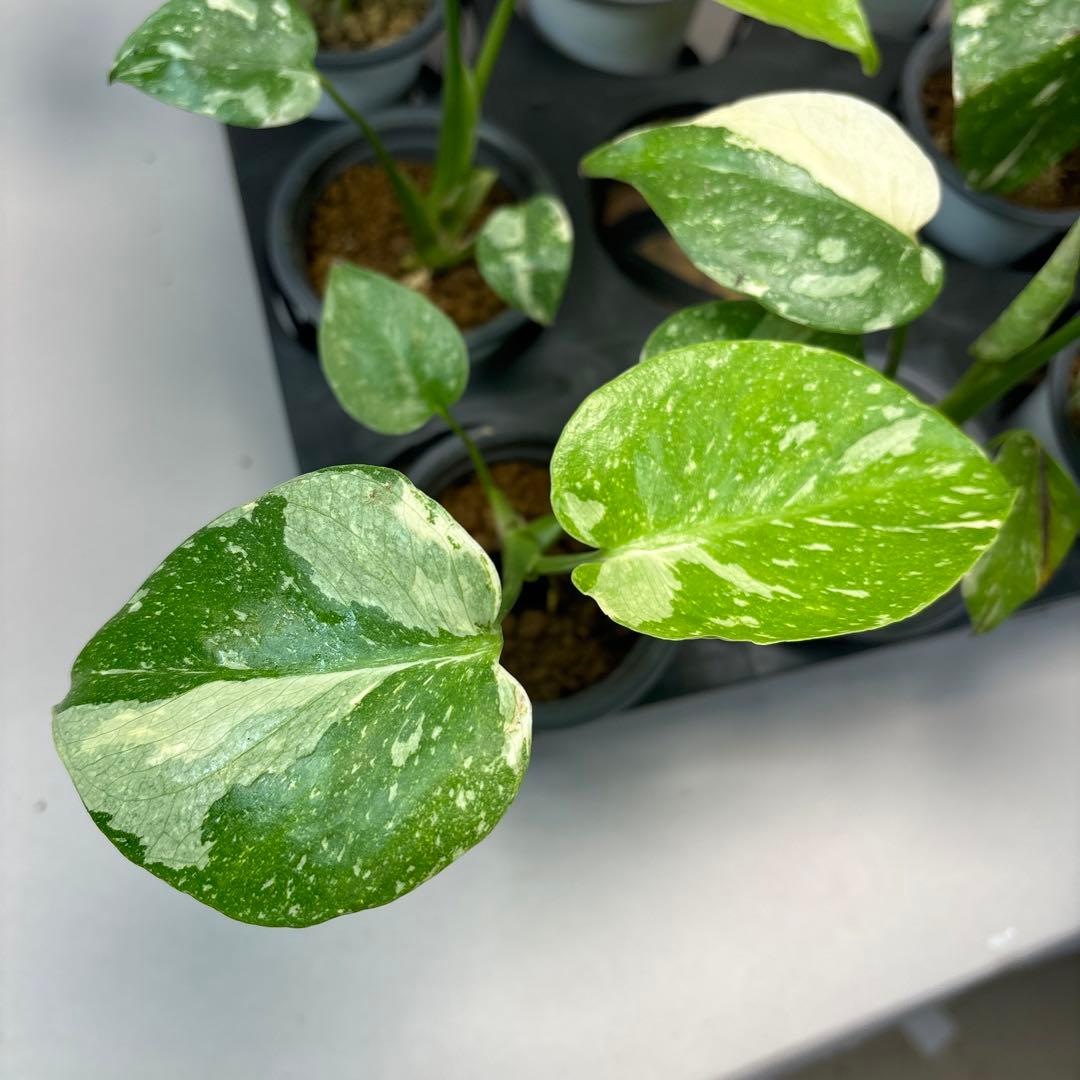 サ*イ様 10株セットms55【特別選抜】モンステラ・タイコンステレーション 斑