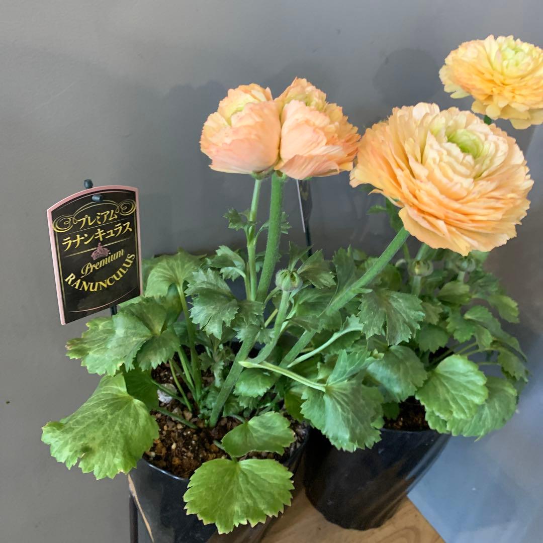 専用　ラナンキュラス プレミアム サクセス トアレグ 2個セット