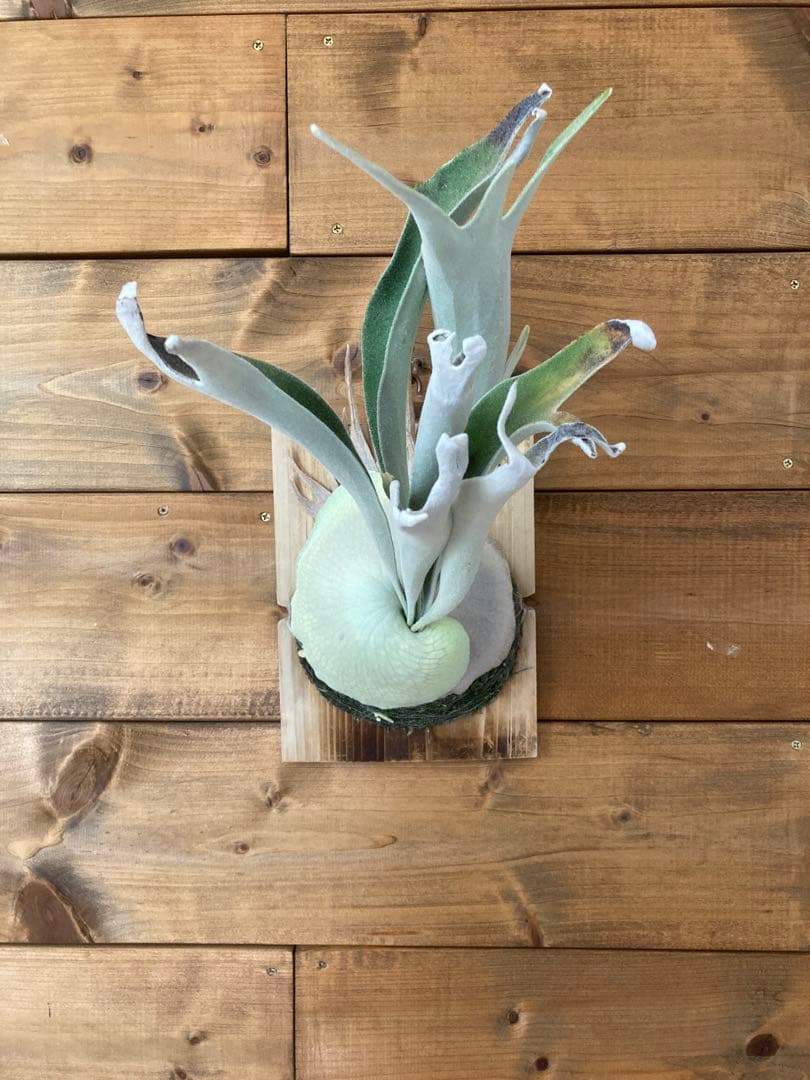 佐*樹様 ビカクシダ ベイチー \"アーバンリバー リバー\" スポア