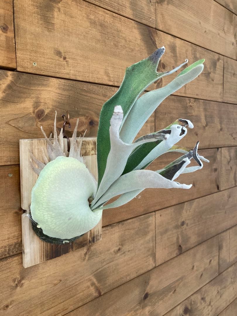 佐*樹様 ビカクシダ ベイチー \"アーバンリバー リバー\" スポア