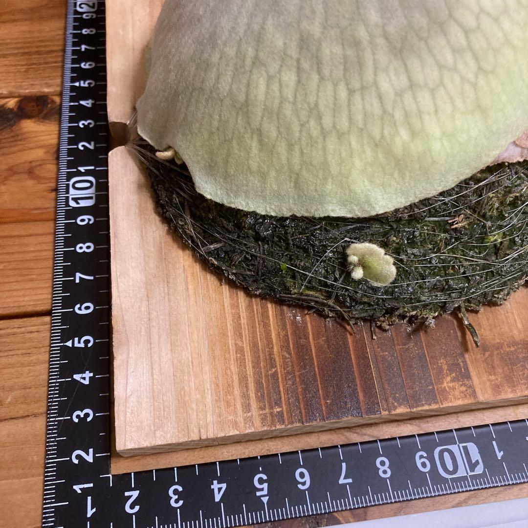 佐*樹様 ビカクシダ ベイチー \"アーバンリバー リバー\" スポア